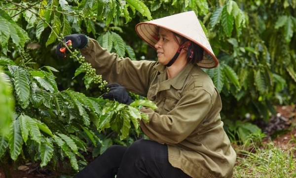 Nestlé ranks first in sustainable development in the field of coffee production